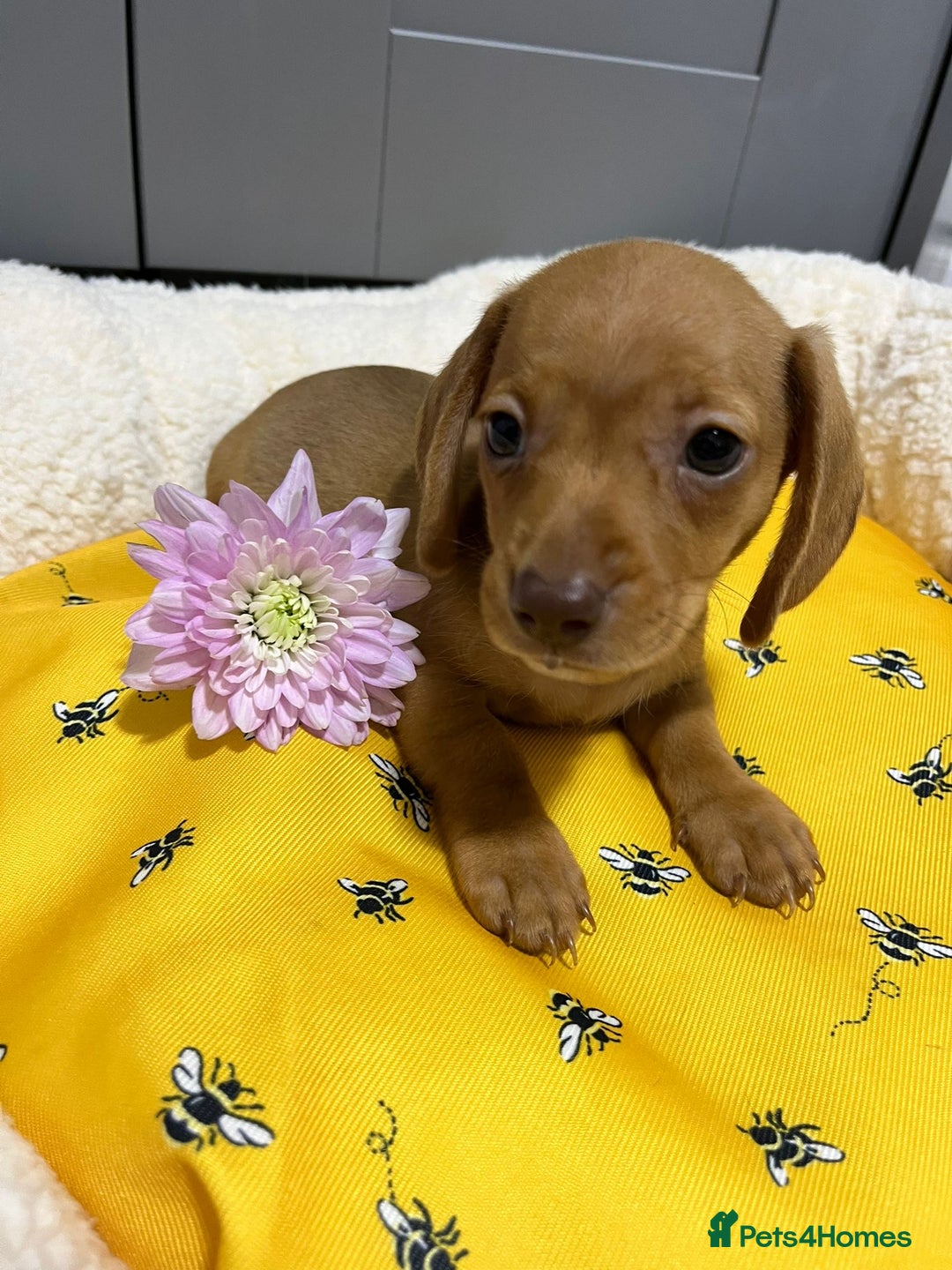 Miniature Dachshund dogs for sale: Min dachshund looking for their forever 🏡 - Image 11