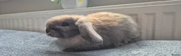 Mini Lop rabbits for sale: Beautiful Mini Lops 8 weeks old ready now  - Advert 2