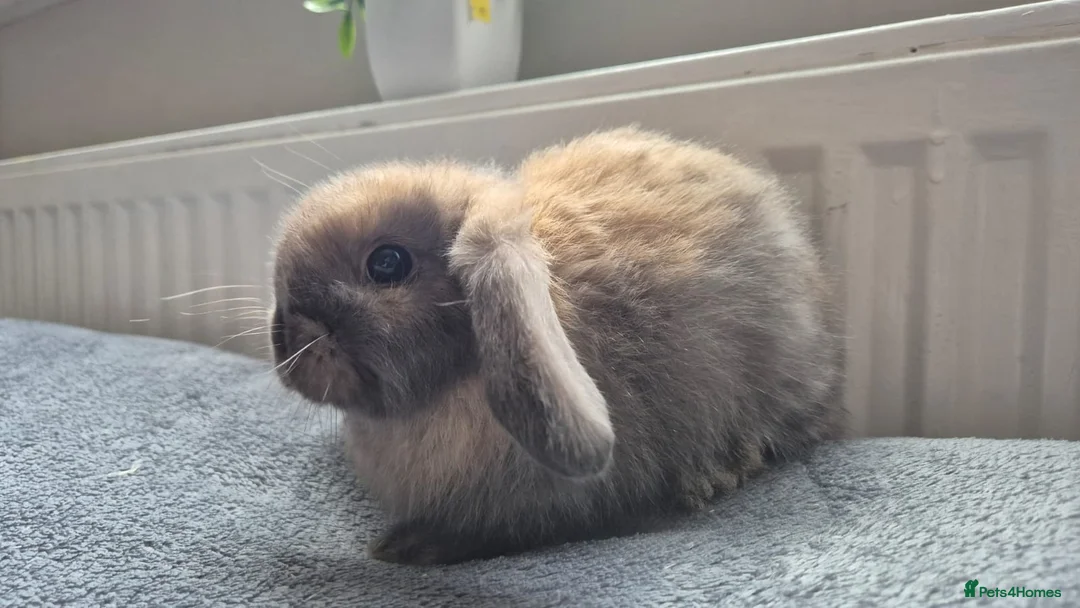 Mini Lop rabbits for sale: Beautiful Mini Lops 8 weeks old ready now  - Advert 2