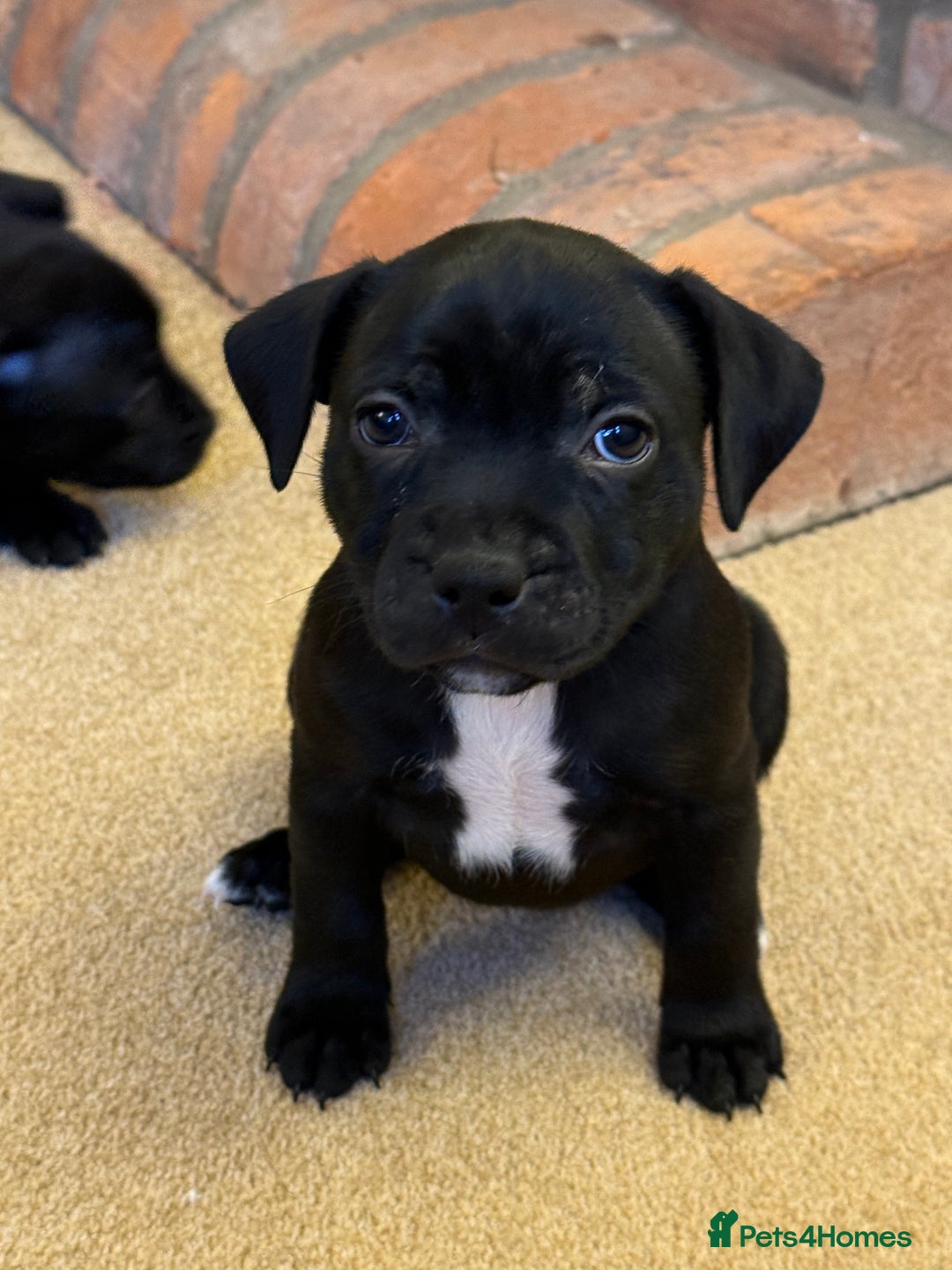 Staffordshire Bull Terrier dogs for sale: Health Tested Clear Staffordshire Bull Terrier's - Advert 16