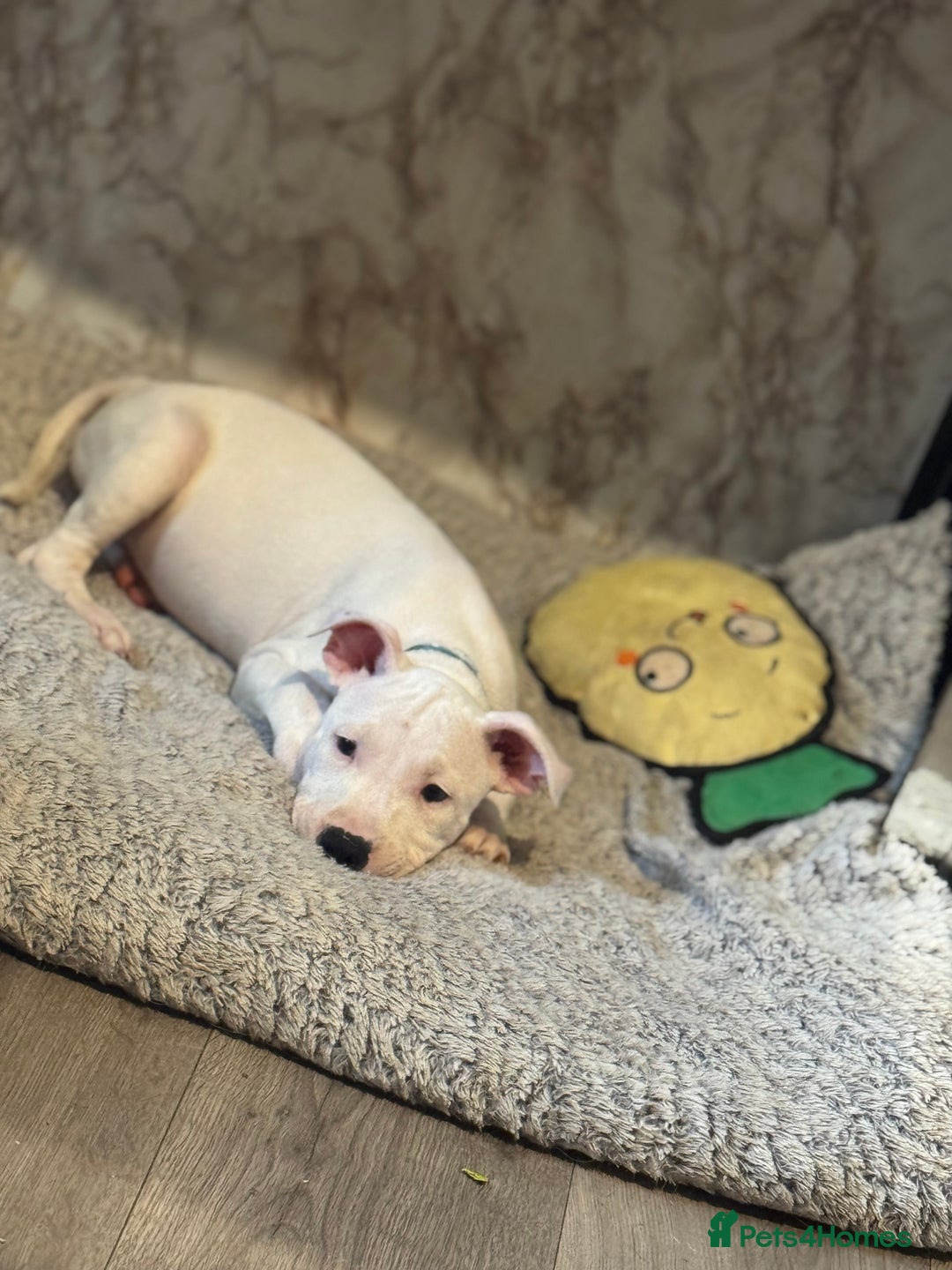 Mixed Breed dogs for sale: Staffy X EBT  in Shildon - Image 15