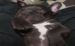 French Bulldog dogs for sale: Last One - KC French Bulldog Puppies - Image 15