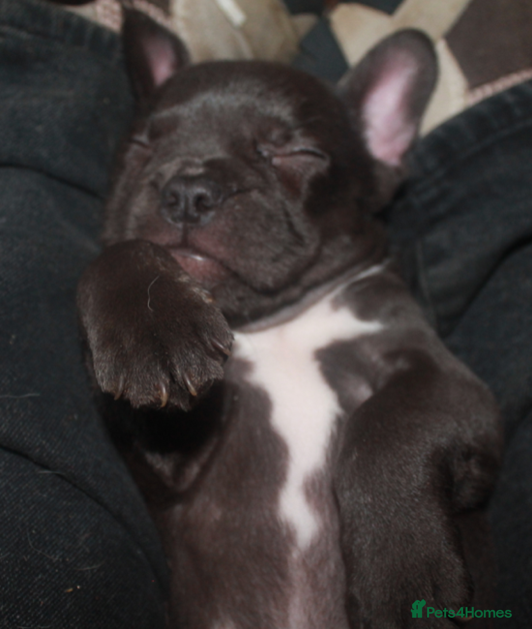 French Bulldog dogs for sale: Last One - KC French Bulldog Puppies - Image 15