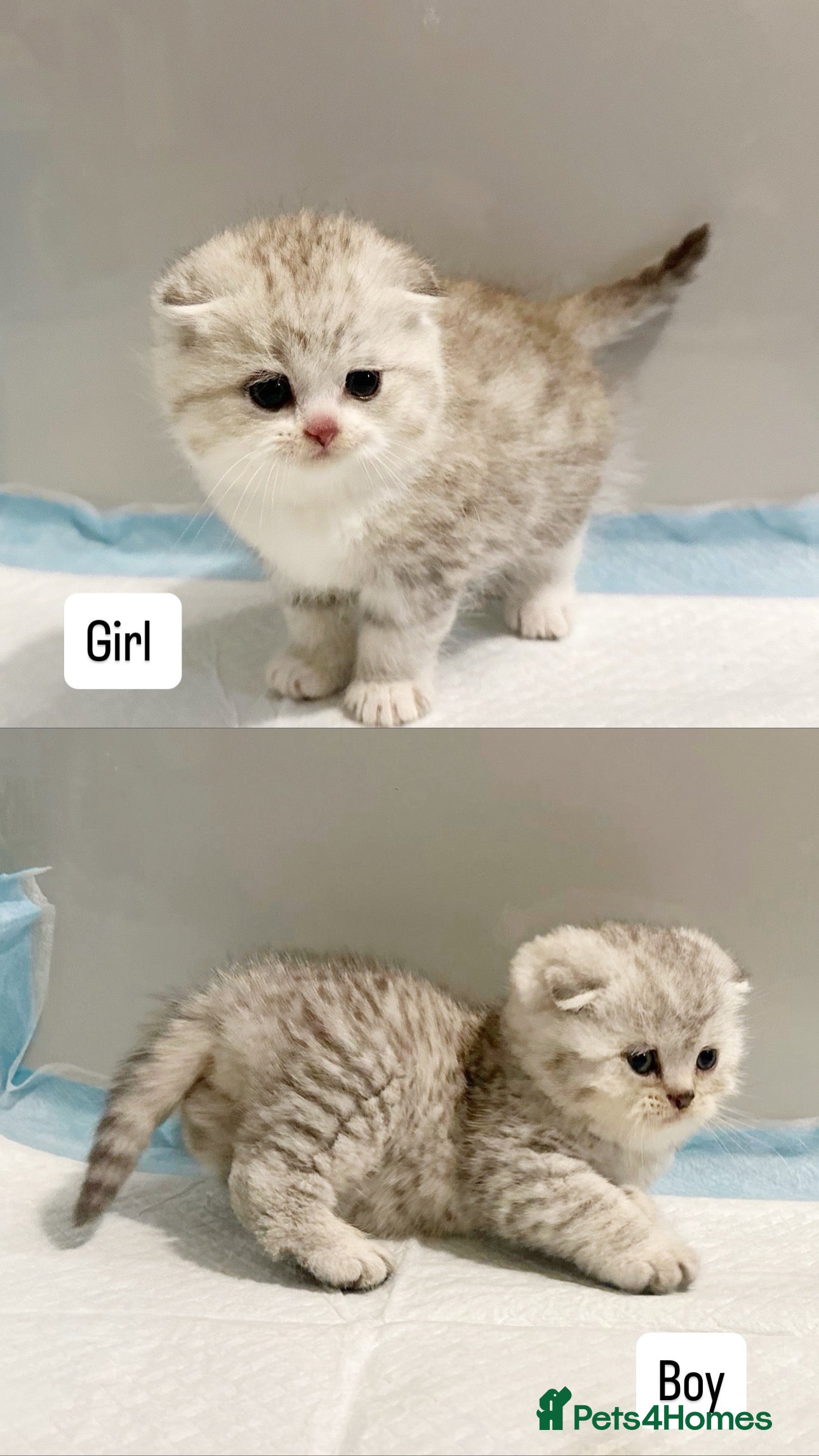 Scottish Fold cats 2 left blue eyed high quality scottish folds ❤️ - Advert 13