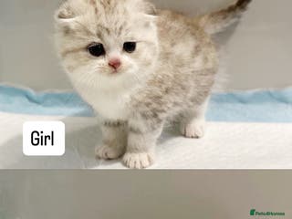 Scottish Fold cats 2 left blue eyed high quality scottish folds ❤️ - Advert 13