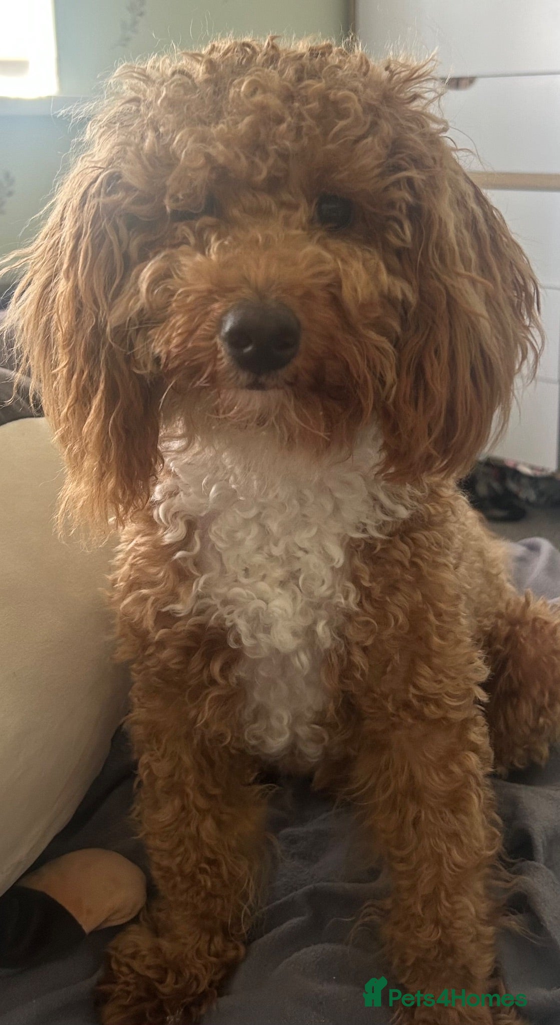 Miniature Poodle dogs Beautiful 10 month old poodle puppy for sale  - Advert 14