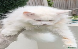 Maine Coon cats for sale: Outstanding pedigree kittens - Image 1