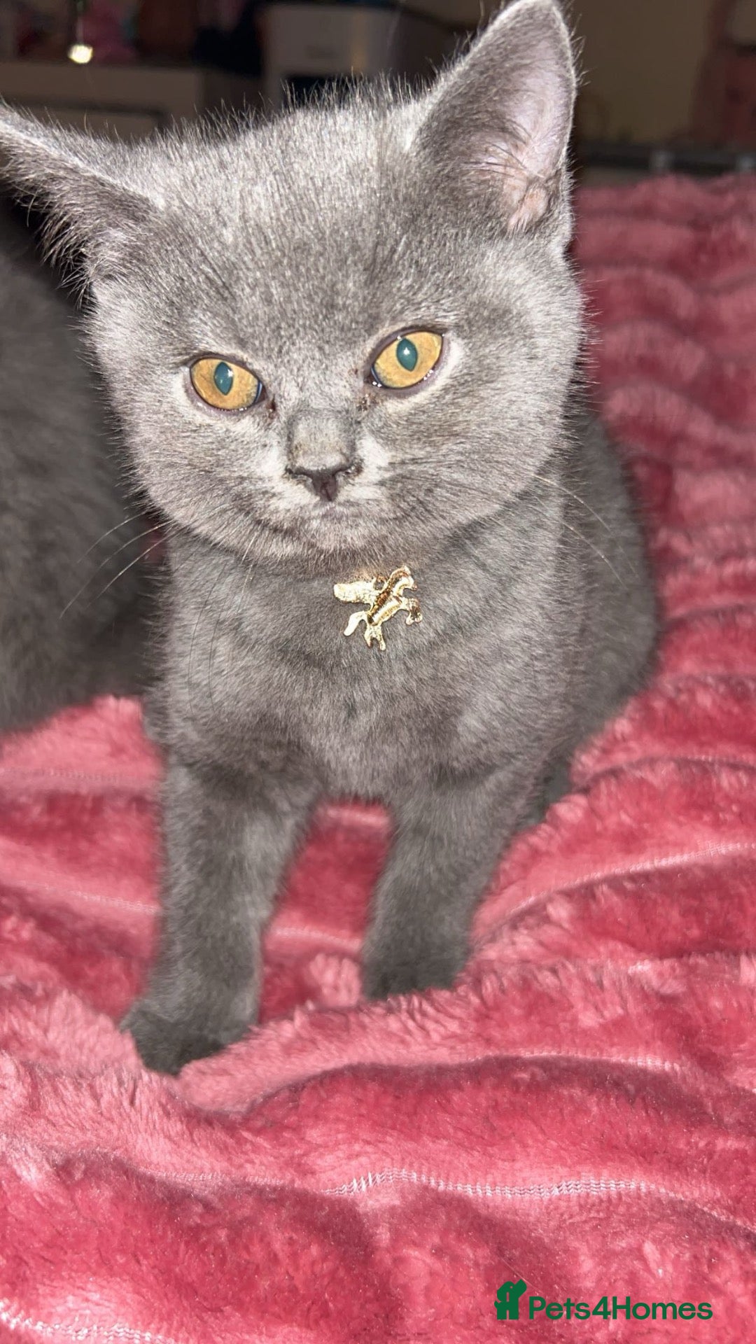 British Shorthair cats Full BHS kittens  - Advert 6