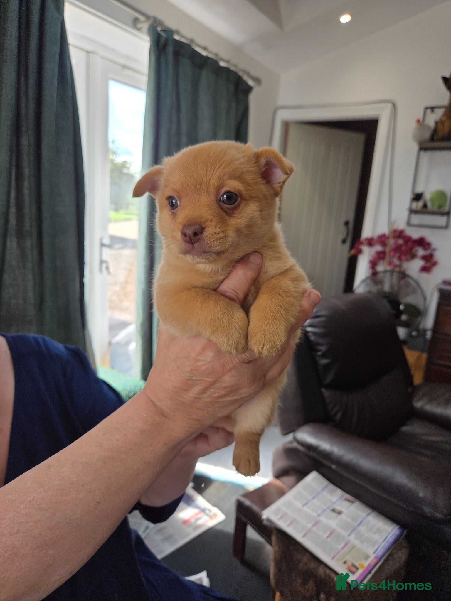 Mixed Breed dogs Pomeranian x puppies  - Advert 6