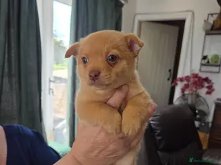 Mixed Breed dogs Pomeranian x puppies - Advert 6