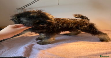 Miniature Schnauzer dogs - Advert 8