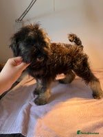 Miniature Schnauzer dogs - Advert 2