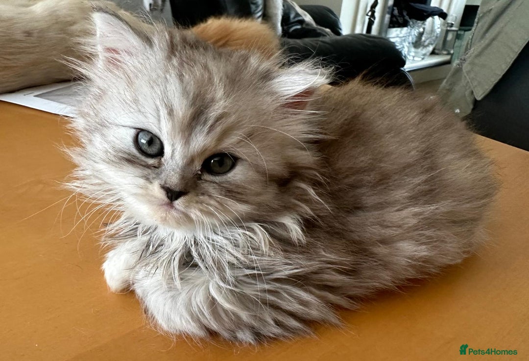 Persian cats for sale: Two multicoloured Persian females - Image 7