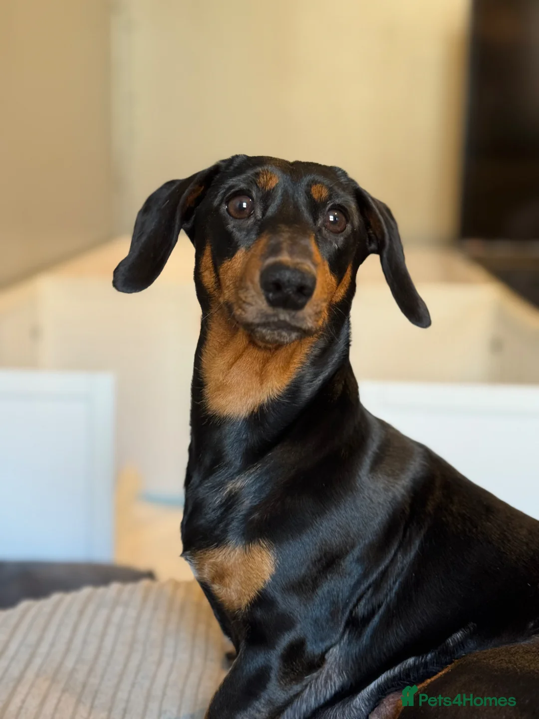 Miniature Dachshund dogs for sale: Miniature Dachshund Puppies - Advert 2