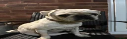 Pug dogs for sale: Female pug - Advert 2