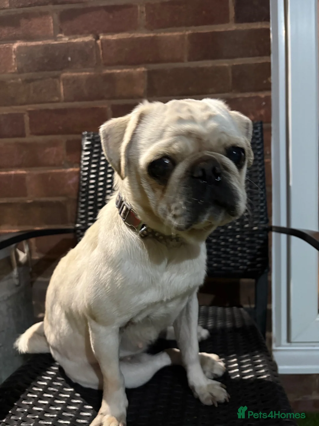Pug dogs for sale: Female pug - Advert 2