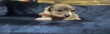 Lilac merle male 1