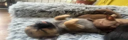 Pomchi dogs for sale: 🐶 Beautiful Pomchi pup – 🐶 - Advert 7