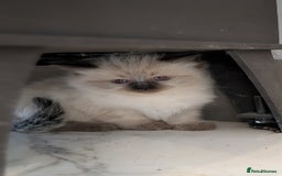 Ragdoll cats for sale: Purebred Ragdoll Kittens - Image 14