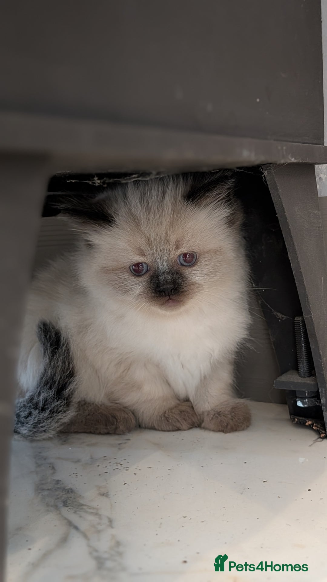 Ragdoll cats for sale: Purebred Ragdoll Kittens - Image 14
