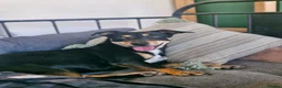 Mixed Breed dogs for adoption: 💕 Meet Brandy —a little dog with a huge heart 💕 - Advert 5