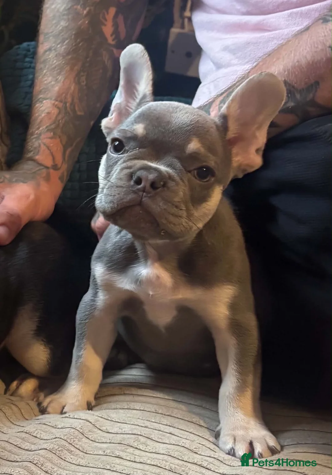 French Bulldog dogs for sale: Frenchie - Advert 2