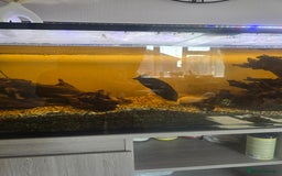 Cichlids fish for sale: Full fishtank set up  - Image 5