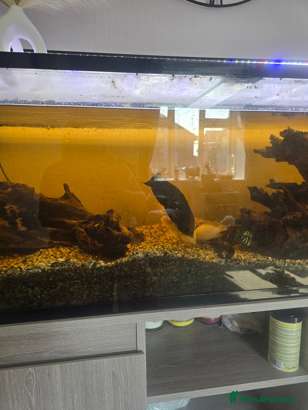 Cichlids fish for sale: Full fishtank set up  - Image 5