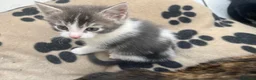 Mixed Breed cats for sale: 2 kittens available ready now  - Advert 6