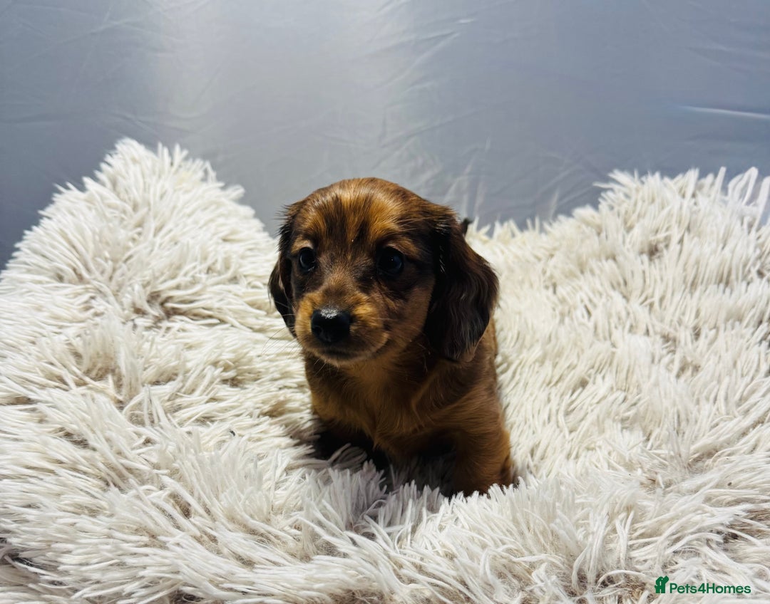 Miniature Dachshund dogs for sale: Beautiful minature dachshunds  - Advert 6