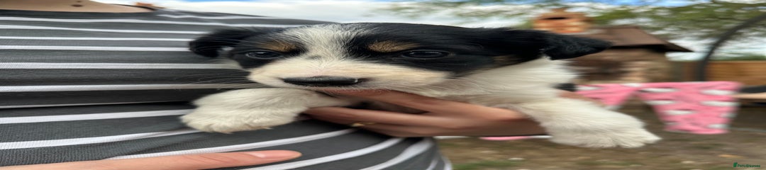 Border Collie (PURPLE)