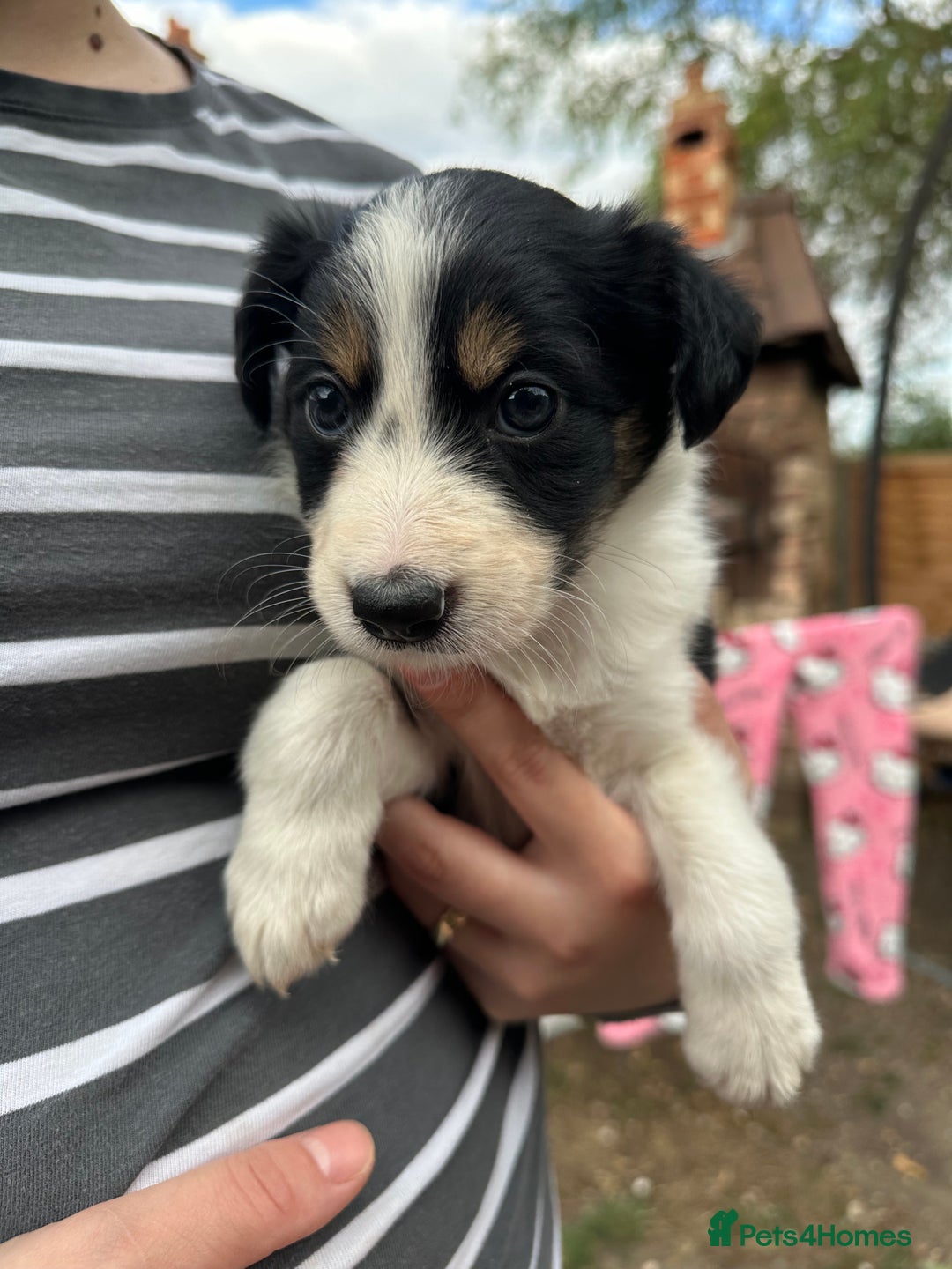 Border Collie dogs for sale: 6 Border Collie Pups for Sale ! - Image 14
