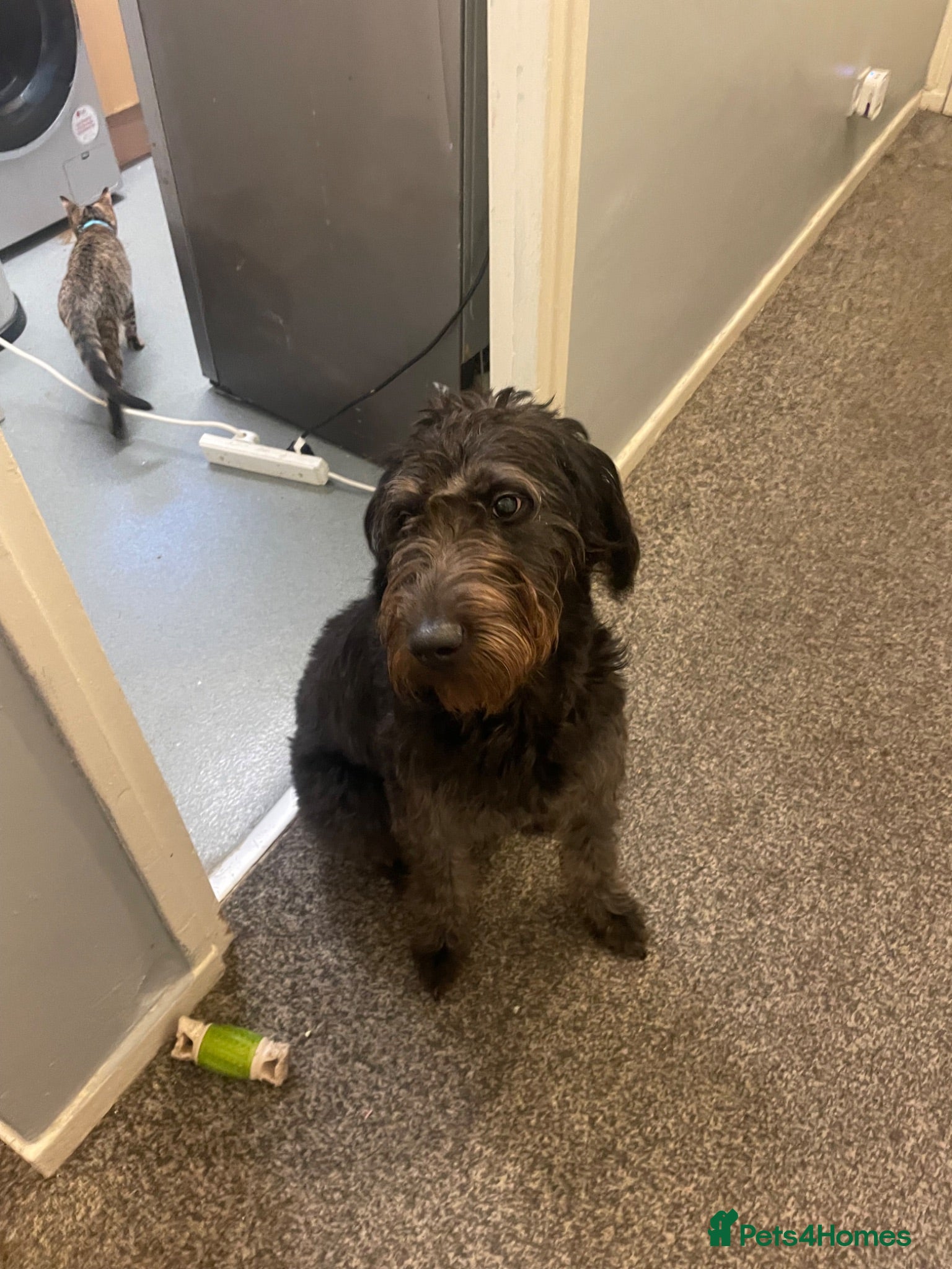 Labradoodle dogs  Beautiful 10 months old Labradoodle  - Advert 1