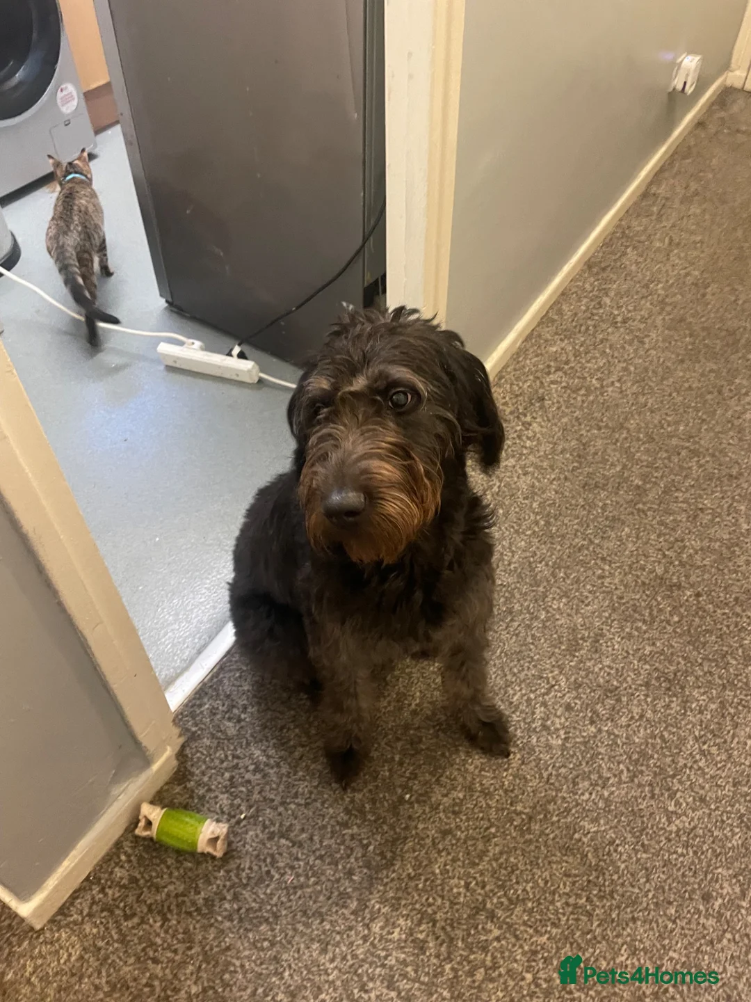 Labradoodle dogs for sale:  Beautiful 10 months old Labradoodle  - Advert 1