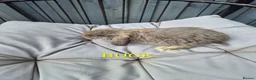 French Lop rabbits for sale: Beautiful baby french lops  - Advert 2