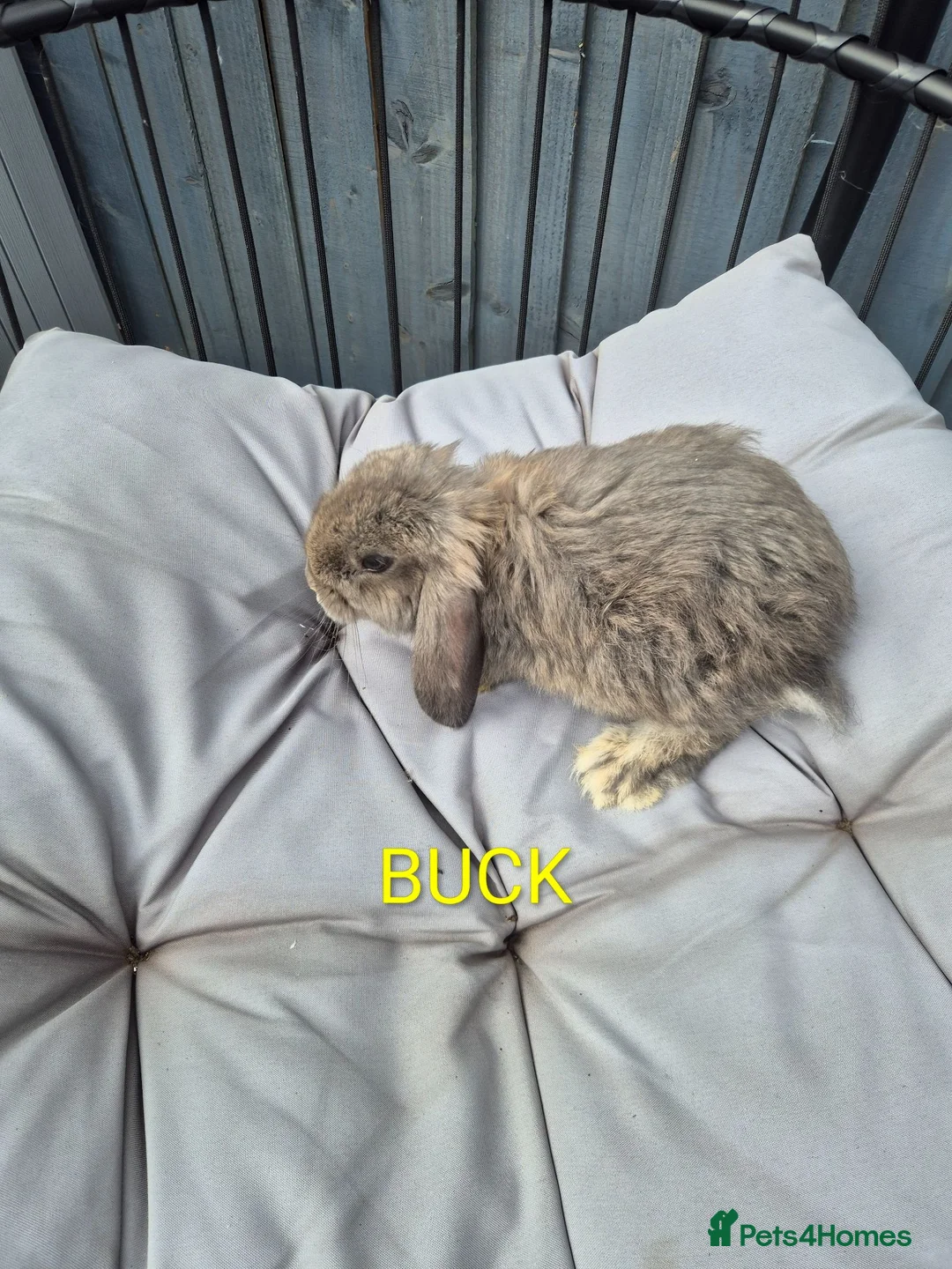 French Lop rabbits for sale: Beautiful baby french lops  - Advert 2