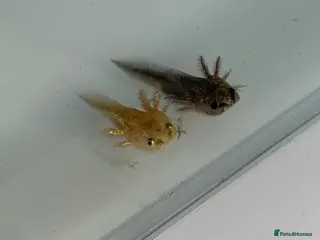 Axolotl reptiles Axolotl - Advert 1
