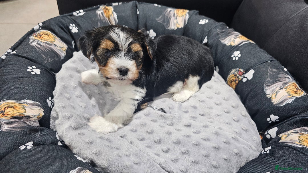 Yorkshire Terrier dogs for sale: 2 boys and 2 girls yorkshire terrier  - Advert 17