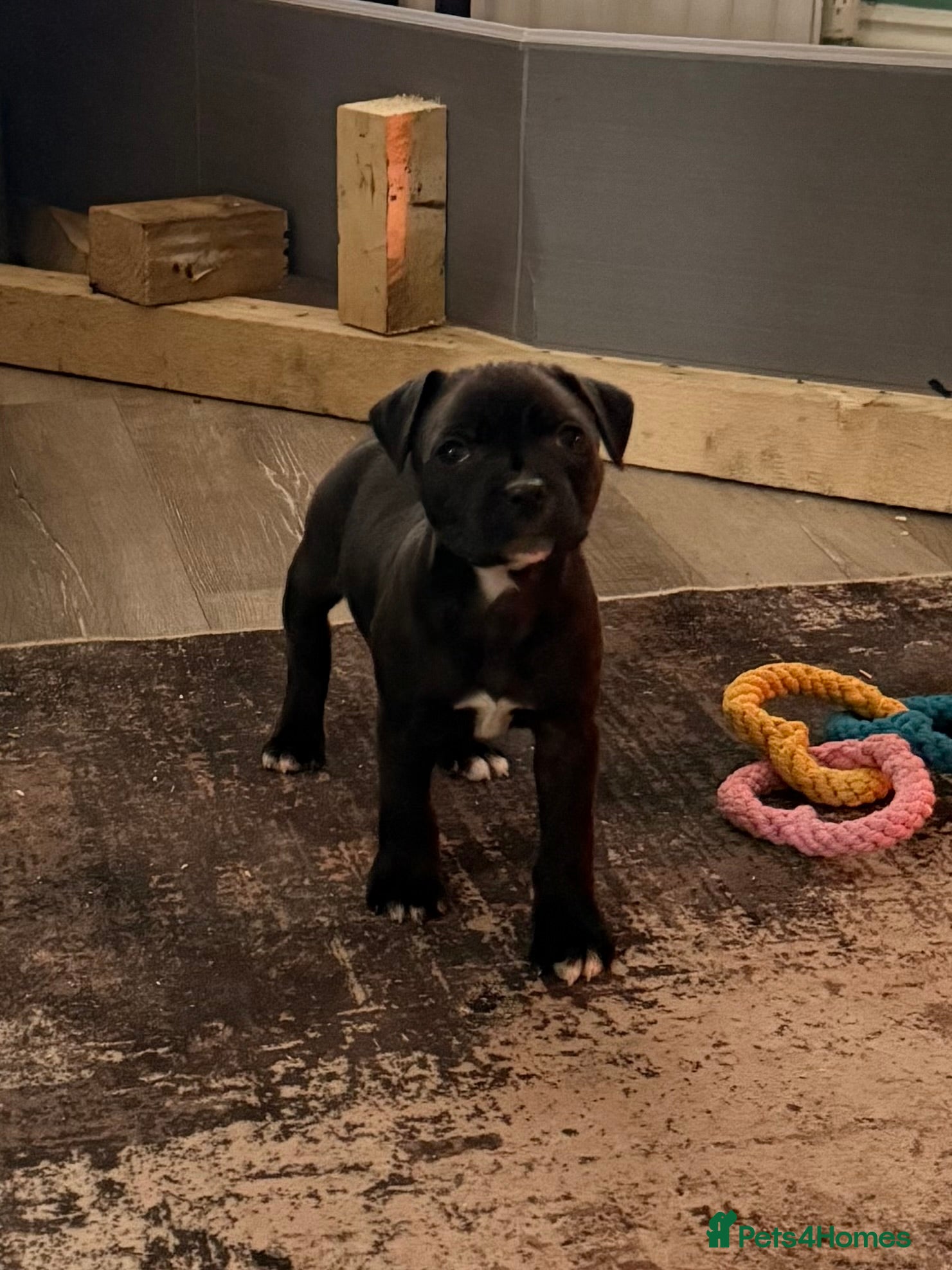 Staffordshire Bull Terrier dogs Staffie puppies  - Advert 1