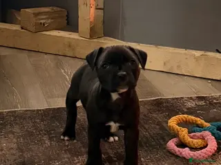 Staffordshire Bull Terrier dogs Staffie puppies - Advert 1