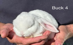 Mini Lop rabbits for sale: Gorgeous Pure Mini Plush Lops - Image 8
