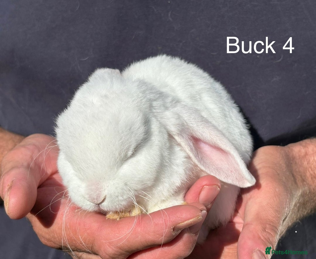 Mini Lop rabbits for sale: Gorgeous Pure Mini Plush Lops - Image 8