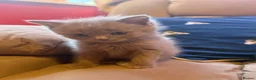 Mixed Breed cats for sale: Ragdoll x grey tabby  - Advert 8
