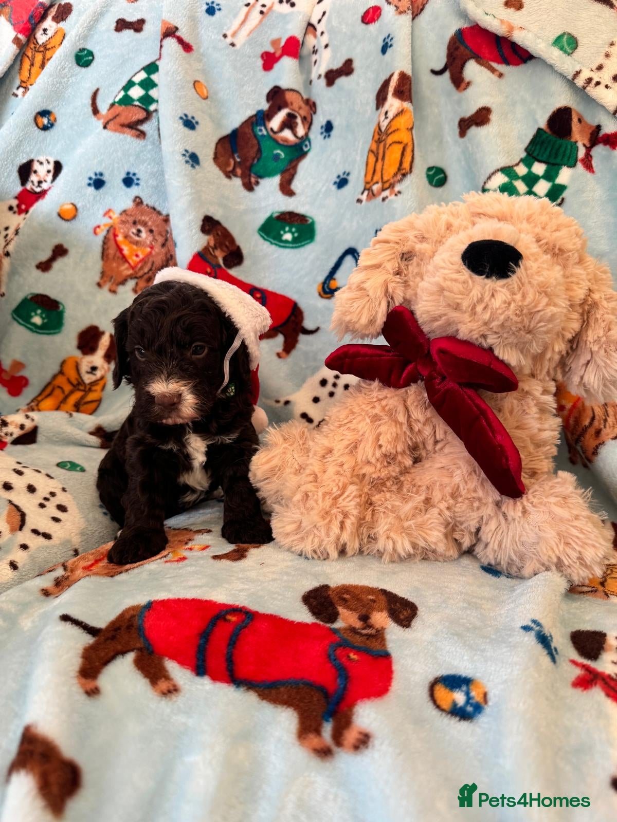 Cockapoo dogs Exceptional F1 Cockapoo puppies  - Advert 2