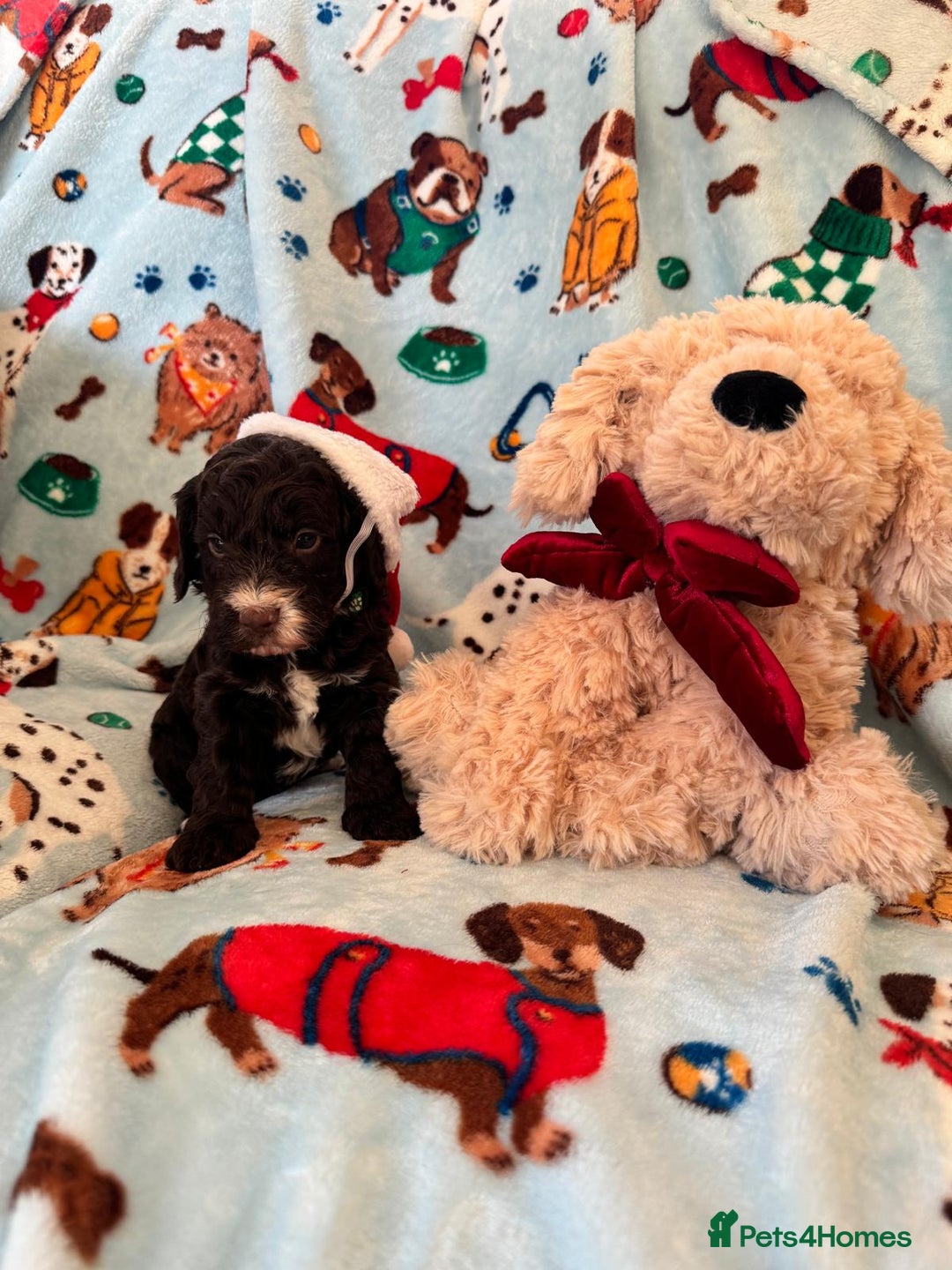 Cockapoo dogs for sale: Exceptional F1 Cockapoo puppies  - Advert 9