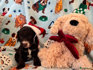 Cockapoo dogs Exceptional F1 Cockapoo puppies - Advert 2