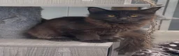 Maine Coon cats for sale: XL maine coon tabby,black girls looking new home - Advert 6