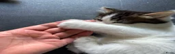 Domestic Shorthair cats for adoption: Adorable Kittens - Adopt  Cats in Crisis EastLdn - Advert 10