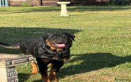 Rottweiler dogs for sale: 11 Pure bred Rottweiler - Image 9