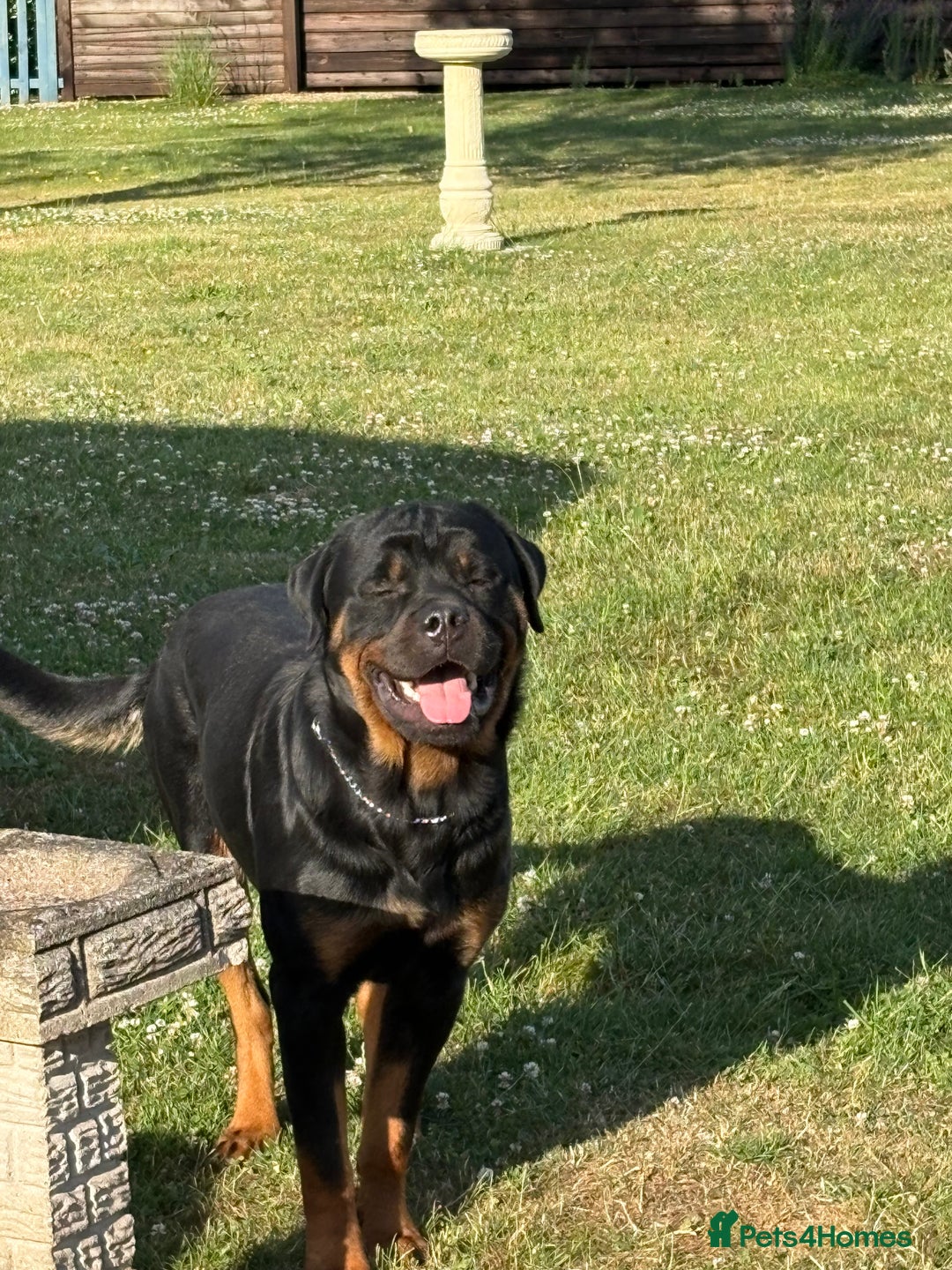 Rottweiler dogs for sale: 11 Pure bred Rottweiler - Image 9
